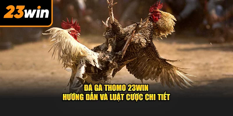 Đá gà Thomo tại 23win