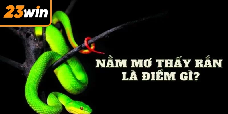 Mơ thấy rắn giải mã trên nhiều cơ sở, căn cứ chi tiết