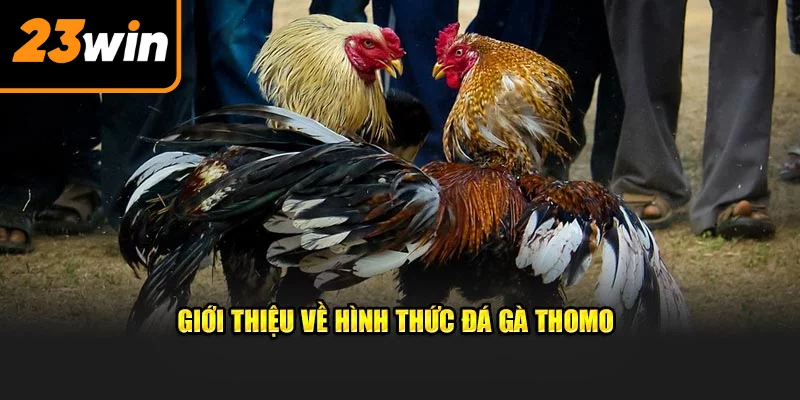 Giới thiệu vài nét về cá độ chọi gà Thomo