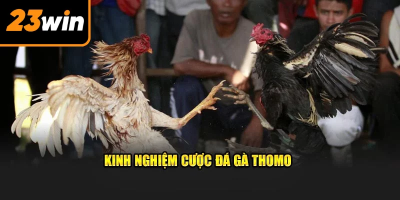 Kinh nghiệm cược đá gà Thomo