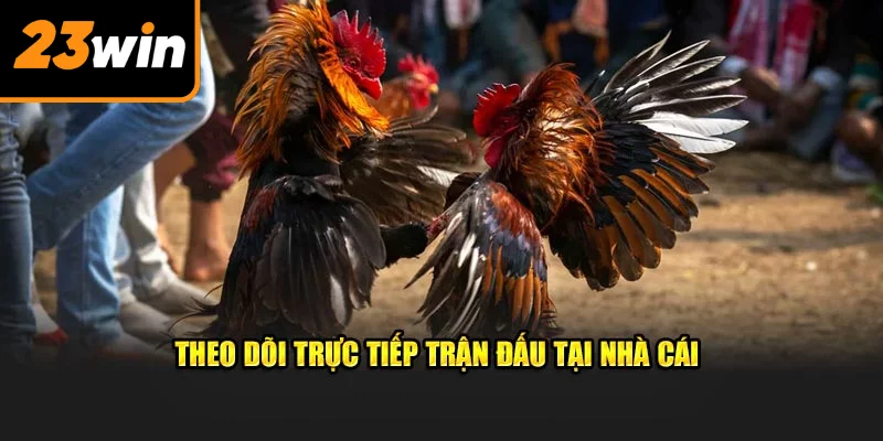 Theo dõi trực tiếp các trận đấu chọi kê tại nhà cái
