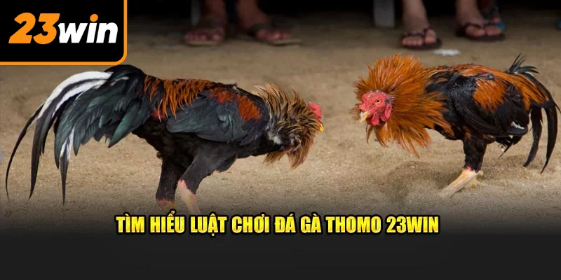 Tìm hiểu luật chơi đá gà Thomo 23WIN