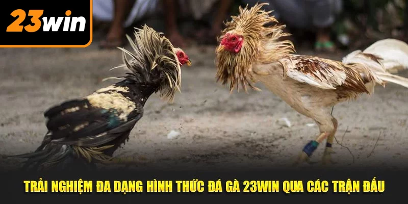 Trải nghiệm đa dạng hình thức đá gà 23WIN qua các trận đấu